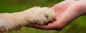 dog-paw