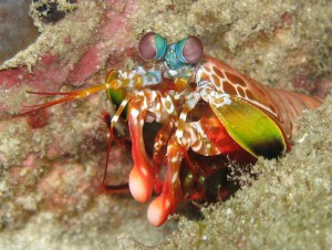 mantis-shrimp