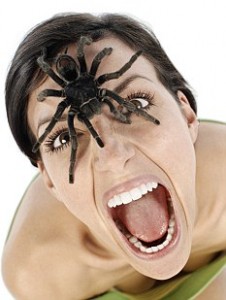 scared-spider