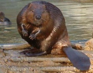 beaver