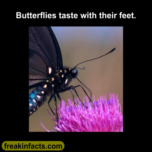 Butterflies Taste With Their Feet Freakin' Facts